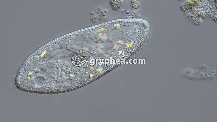 Paramécie in vivo (Paramecium caudatum) x100 - gryphea.org